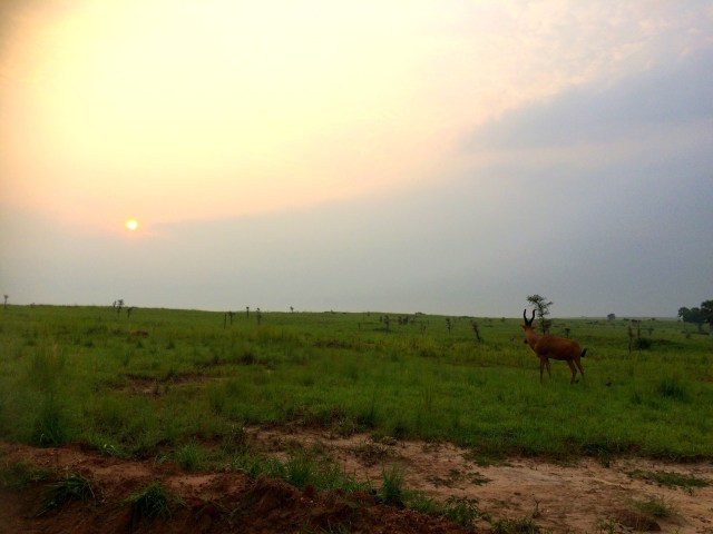 As the sun rises, so do the Impala.